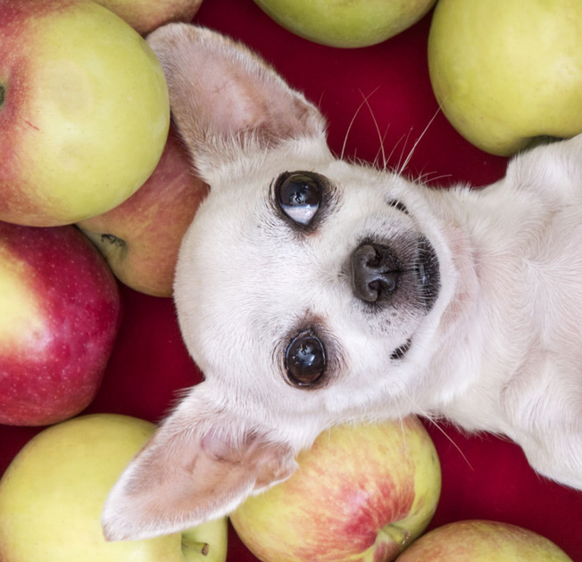Dog hot sale loves apples