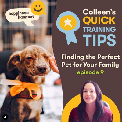 Quick Tips Episode 9: Finding the Perfect Pet