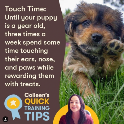 Quick Tips Episode 18: Puppy Training Tips