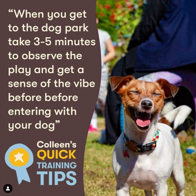 Quick Tips Episode 17: Dog Park Safety