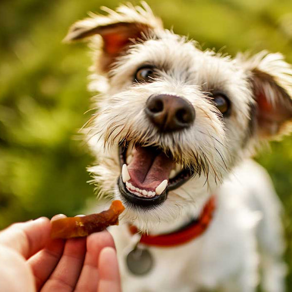 Dog getting a treat