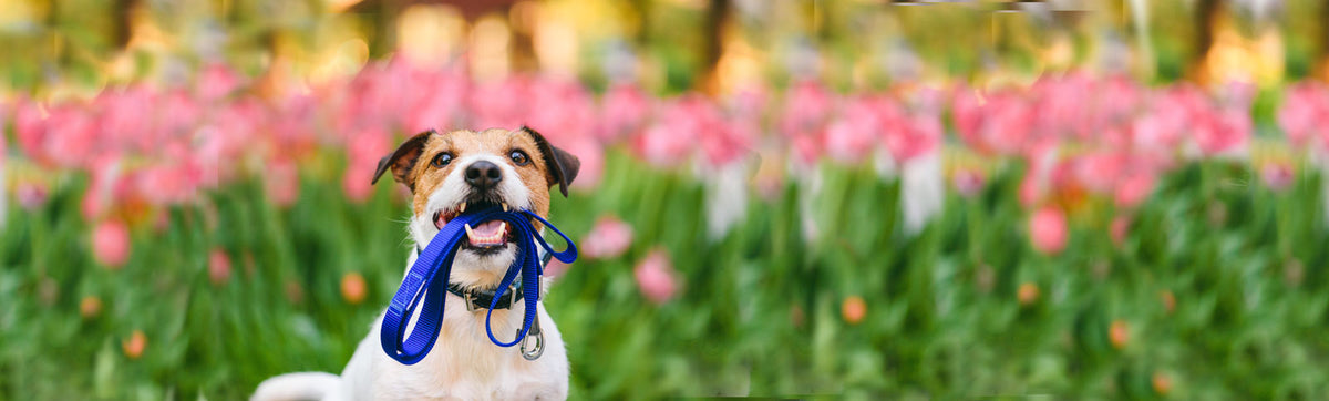 5 Top Tips for Spring Training – Pet 'n Shape