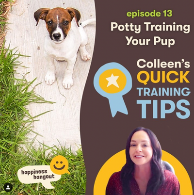 Quick Tips Episode 13: Potty Training Your Pup