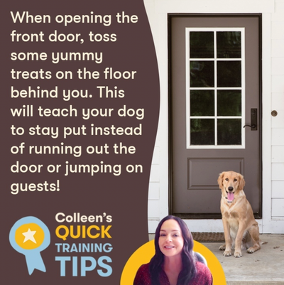 Expecting Visitors for the Holidays? Teach Your Pet Front Door Manners.