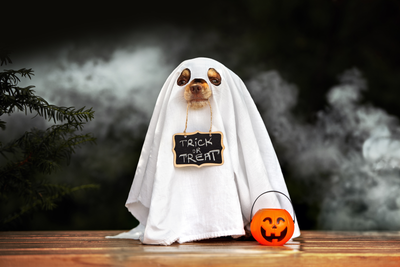 Dressing Up Your Pet This Howl-o-ween
