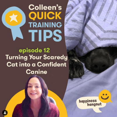 Quick Tips Episode 12: Turn Your Scaredy Cat into a Confident Canine