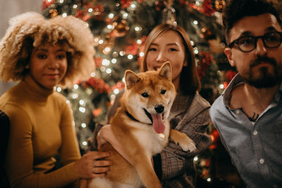 Tips to Keep Your Pup Calm During the Holiday Chaos
